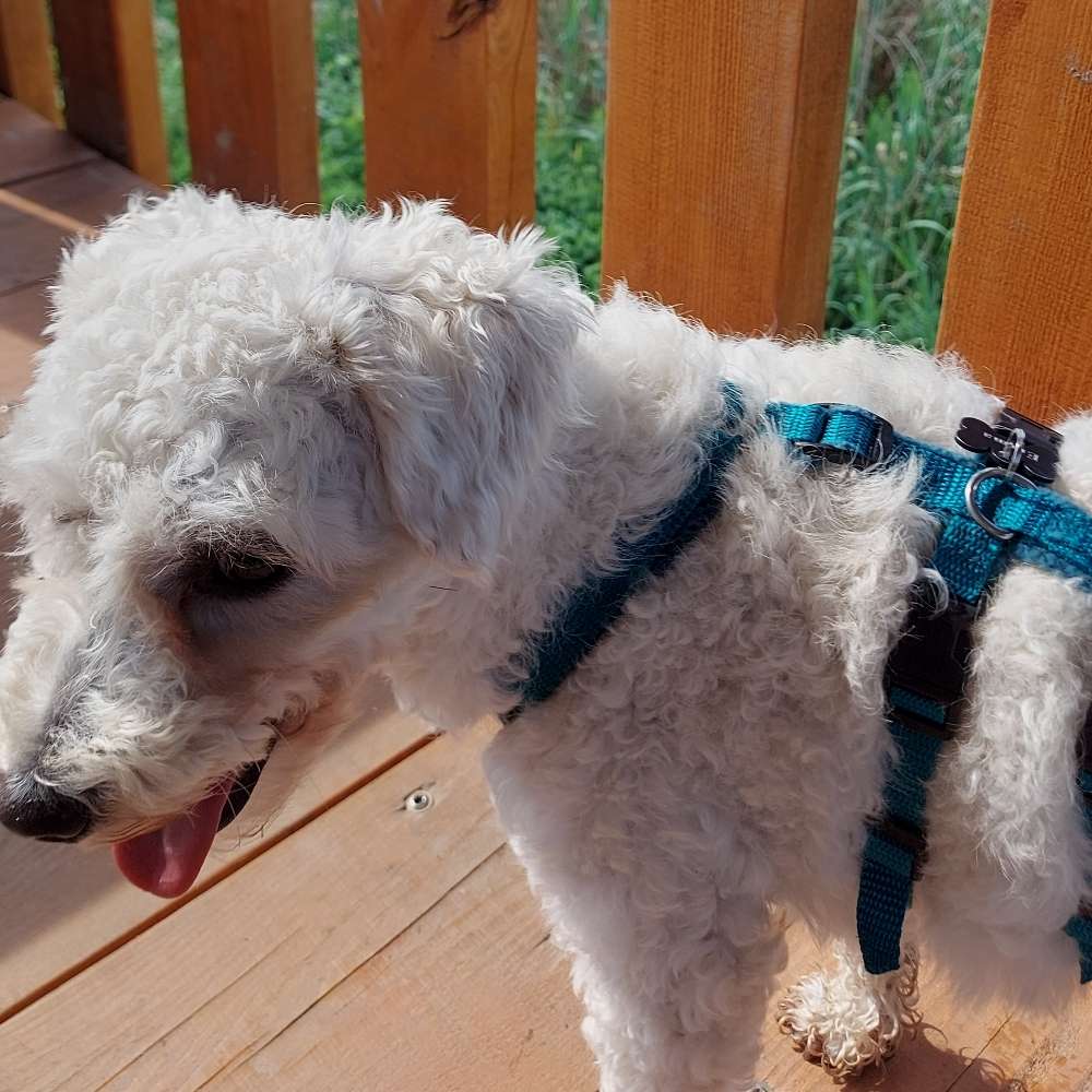 Hundetreffen-Junghunderunde Sozialkontakt und Spielen incl Herumtollen-Profilbild