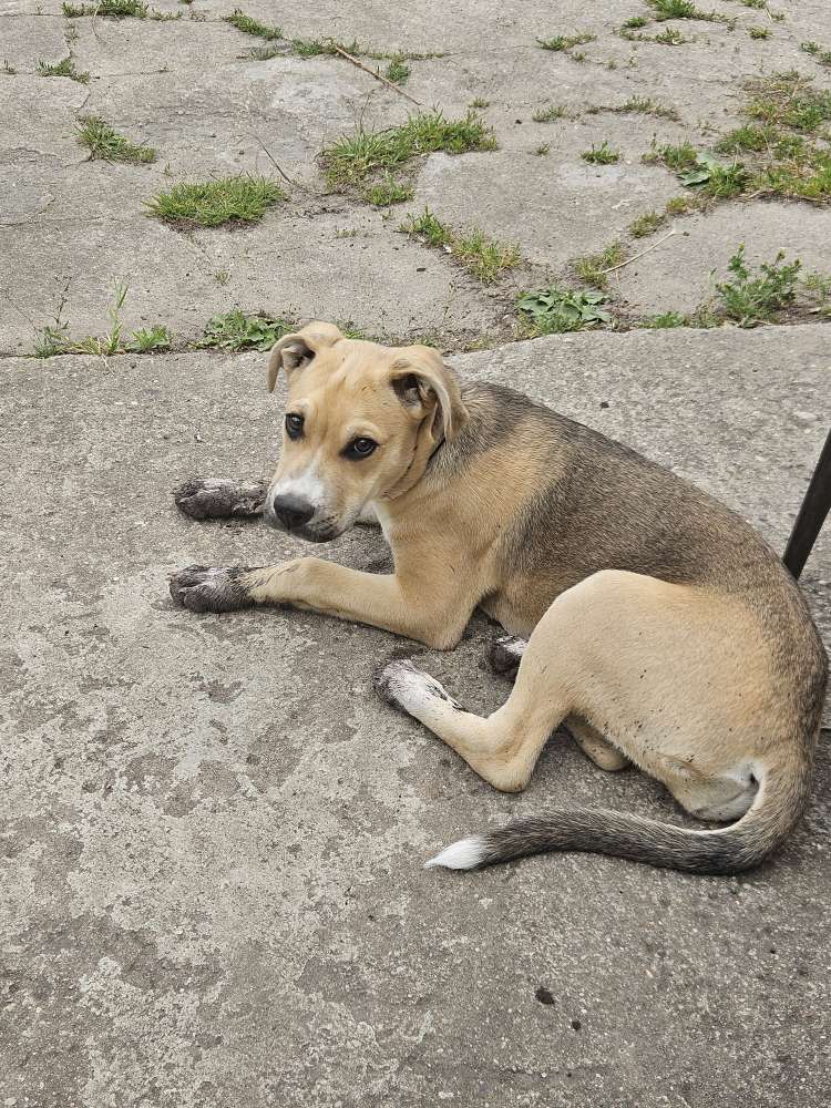 Hundetreffen-Spiel und Gassipartner gesucht-Profilbild