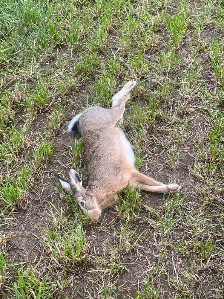 Giftköder-Kaninchen Kadaver-Profilbild
