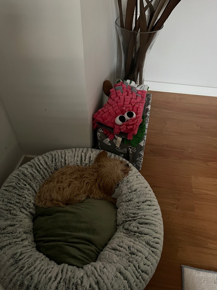 Hundetreffen-Welpentreffen im Vorgebirgspark-Profilbild