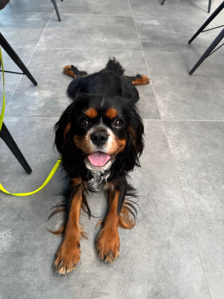 Hundetreffen-Hundefreunde gesucht 🐶 Spieltreff/Spazieren-Profilbild