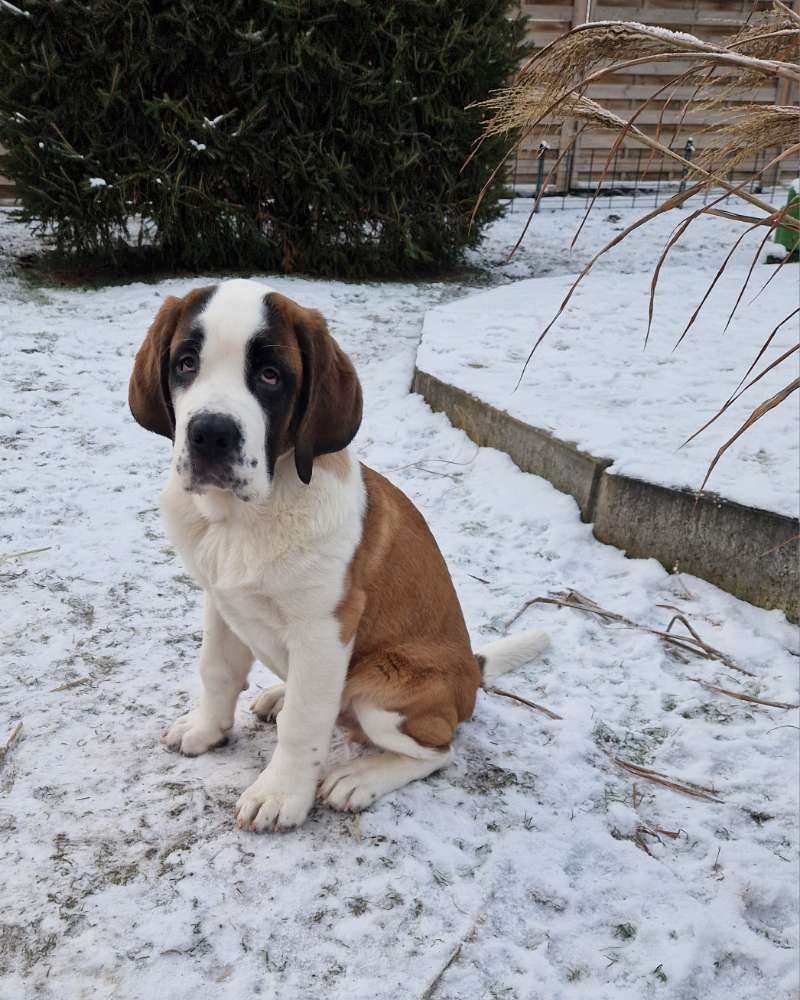 Hundetreffen-Gassi und Spielfreunde-Profilbild