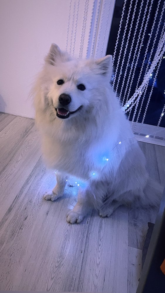 Hundetreffen-Hunde Treff-Profilbild