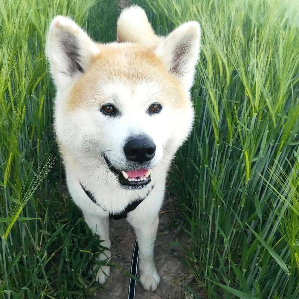 Hundetreffen-Suche Hundekontakte für Kenzo-Profilbild