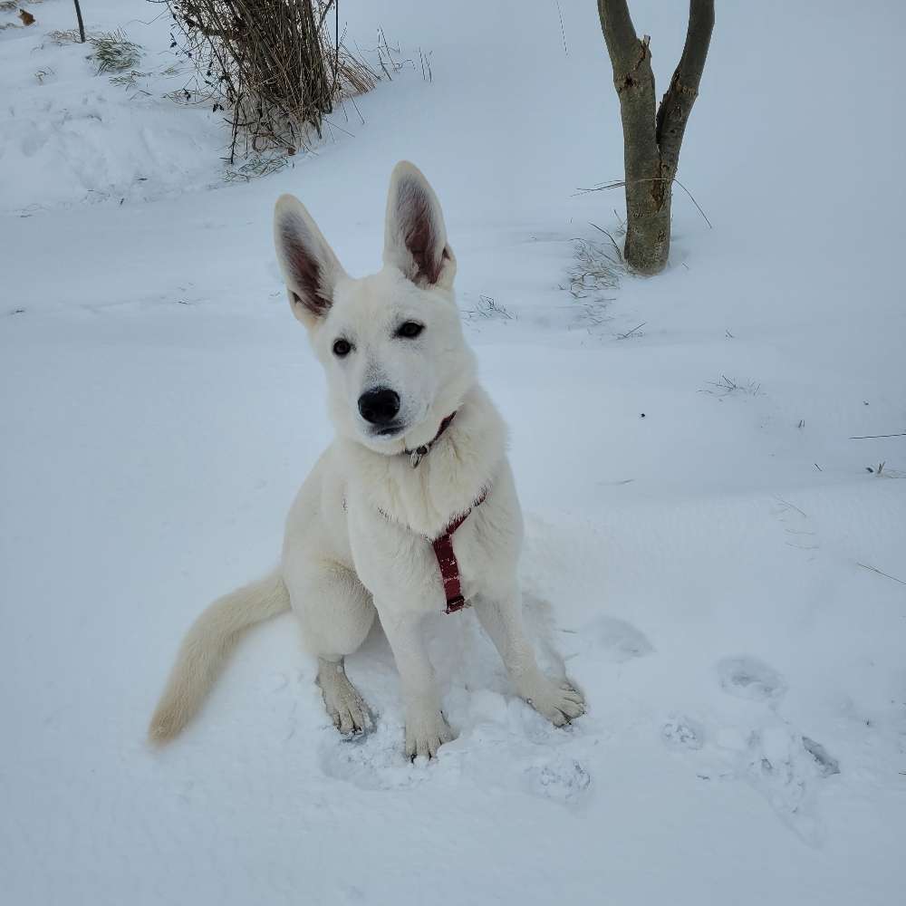 Hundetreffen-Suche andere Hunde zum Spielen-Profilbild