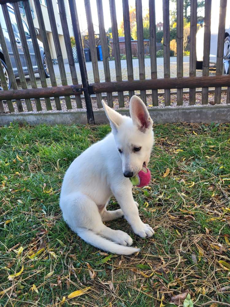 Hundetreffen-Suche andere Hunde zum Spielen-Profilbild