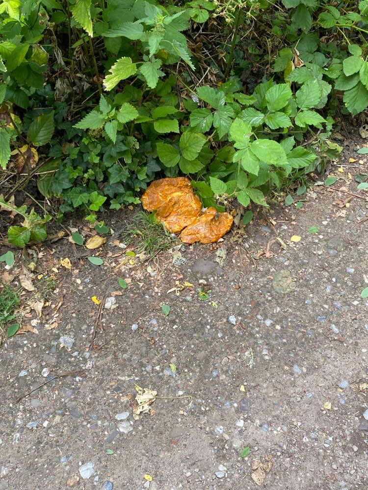 Giftköder-Evtl Giftköder-Profilbild