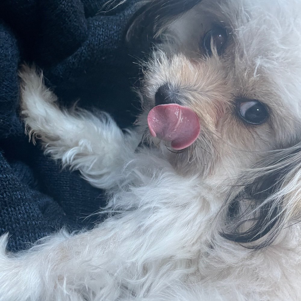 Hundetreffen-Spiel- und Gassipartner-Profilbild