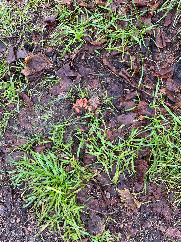 Giftköder-Auffällige Masse (Giftköder?)-Profilbild