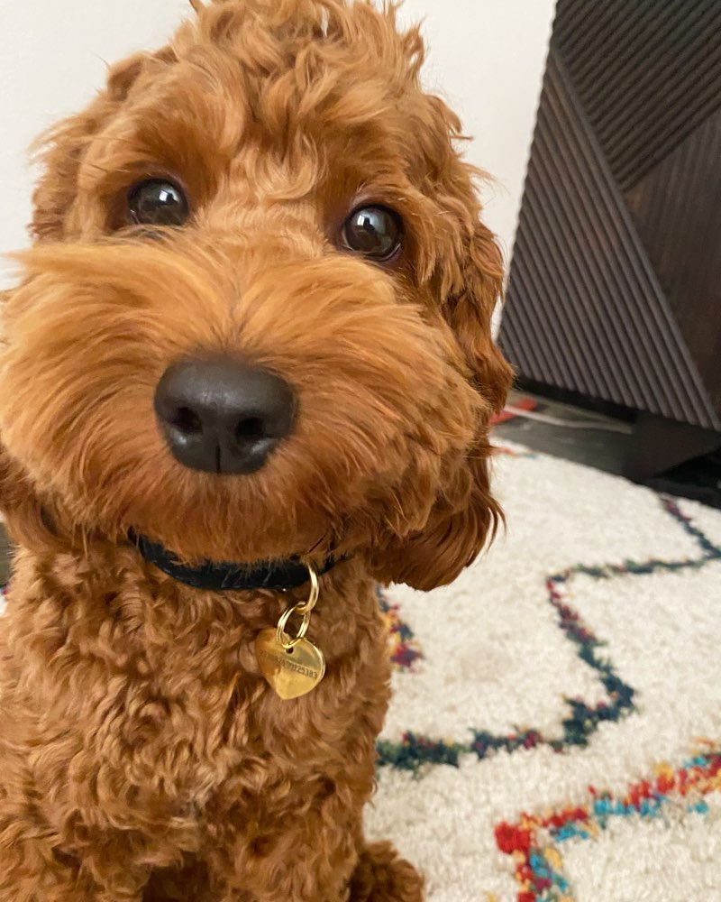 Suchmeldung-Lupo-Profilbild