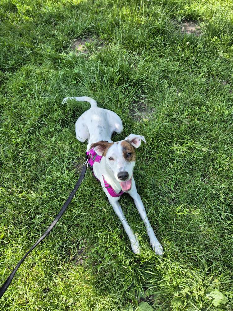Hundetreffen-Mittagsrunde in Meiendorf-Profilbild