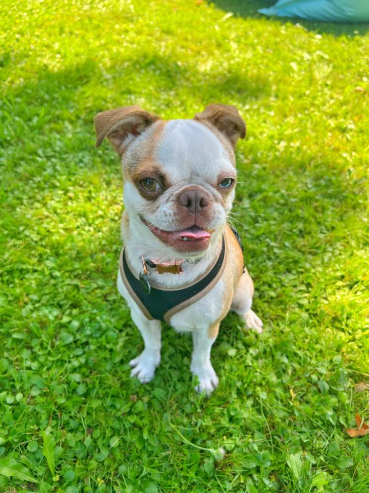 Hundetreffen-Spielen und spazieren-Profilbild