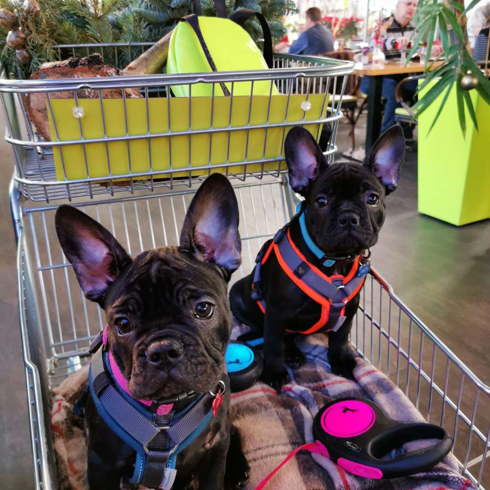 Hundetreffen-Max und Moritz suchen kumpels-Profilbild