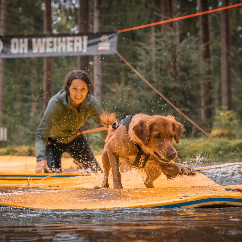 Hundetreffen-Canicross, ev. Scooter - Trainingspartner oder - Gruppe gesucht-Profilbild