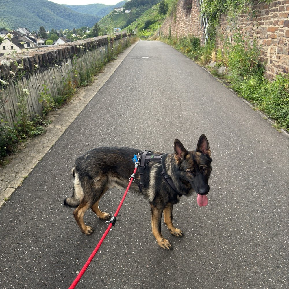 Hundetreffen-Spielkameraden Gesucht-Profilbild