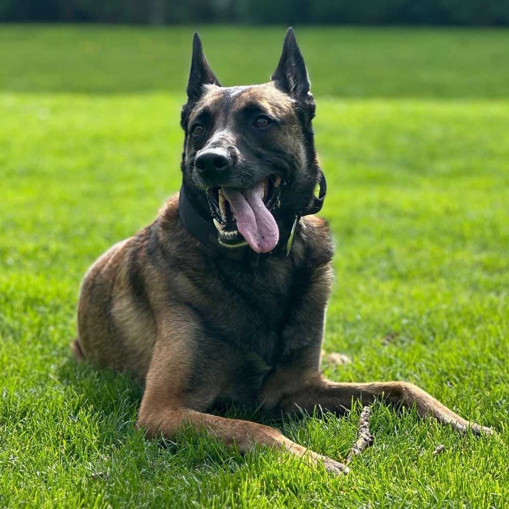 Hundetreffen-Wir suchen festen Hunde Kontakt zum spazieren gehen-Profilbild