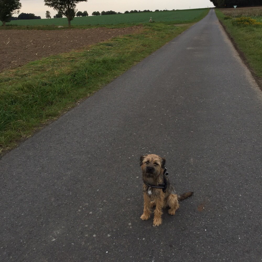 Hundetreffen-Gassirunde / Spieltreff-Profilbild