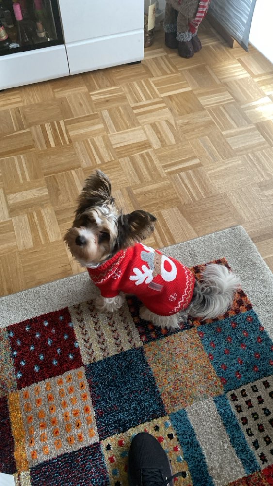 Hundetreffen-Kumhausen-Profilbild