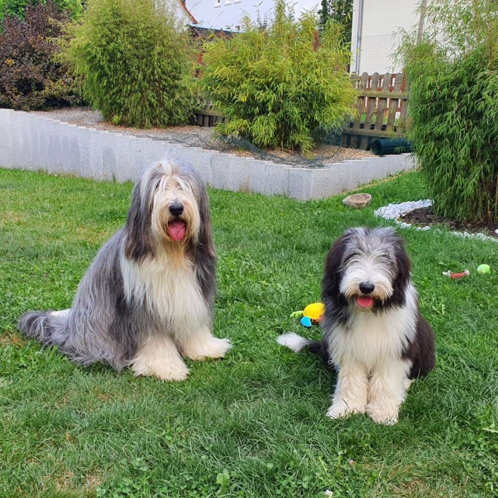 Hundetreffen-Spazierengehen und Spielen in Hünfeld-Profilbild