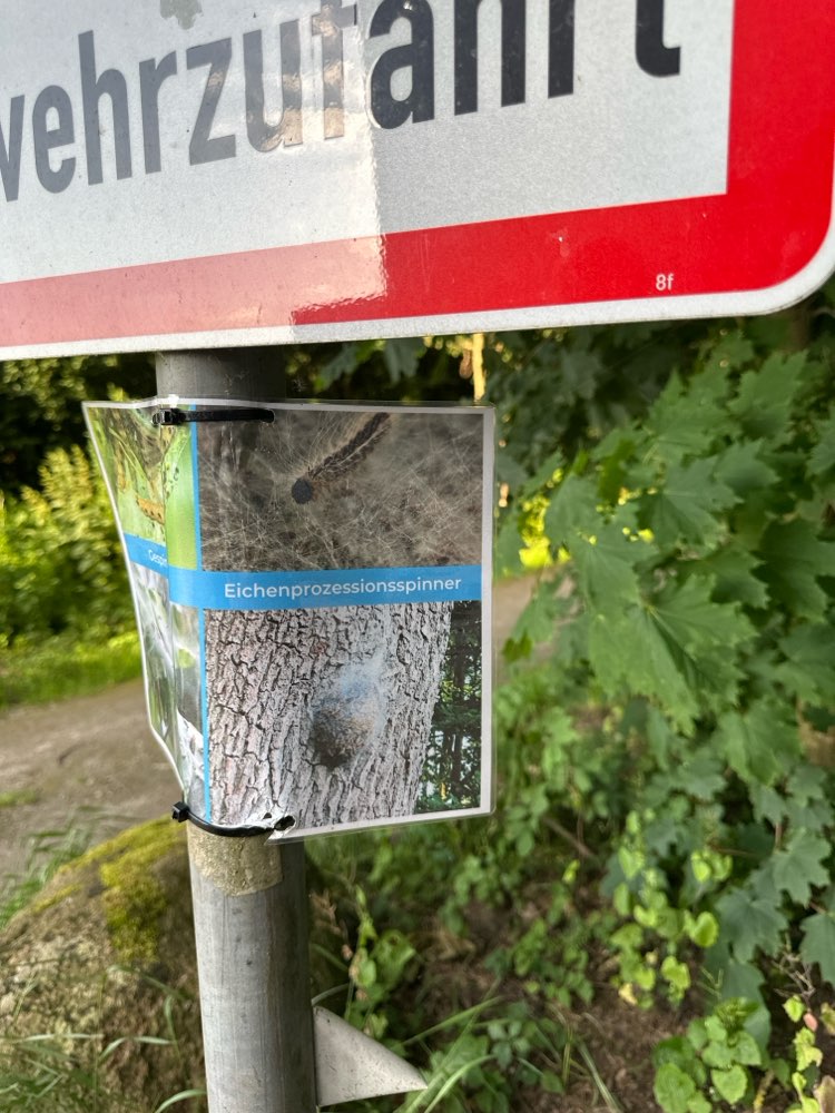 Giftköder-Eichenprozessionsspinner-Profilbild