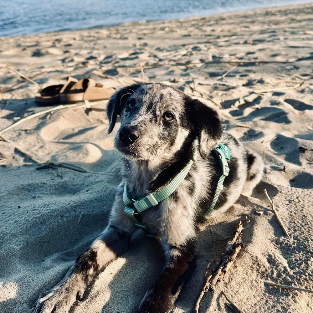 Hundetreffen-gemeinsame Spielrunden am Strand-Profilbild