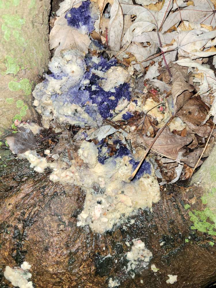 Giftköder-Giftköder?-Profilbild