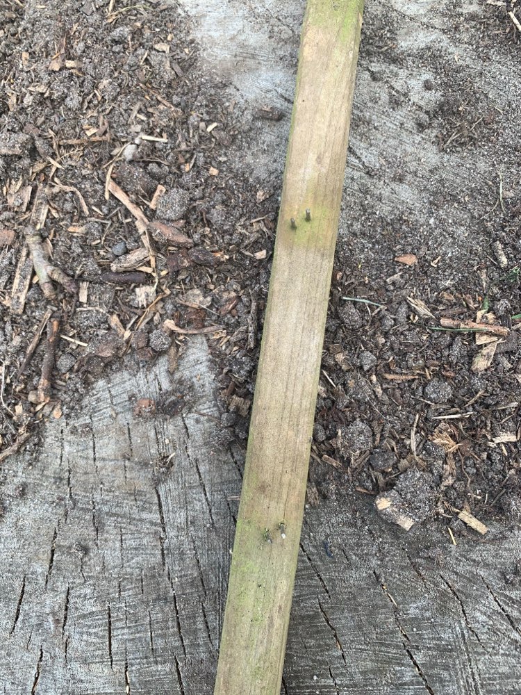 Giftköder-Holzlatten mit Nägeln-Profilbild