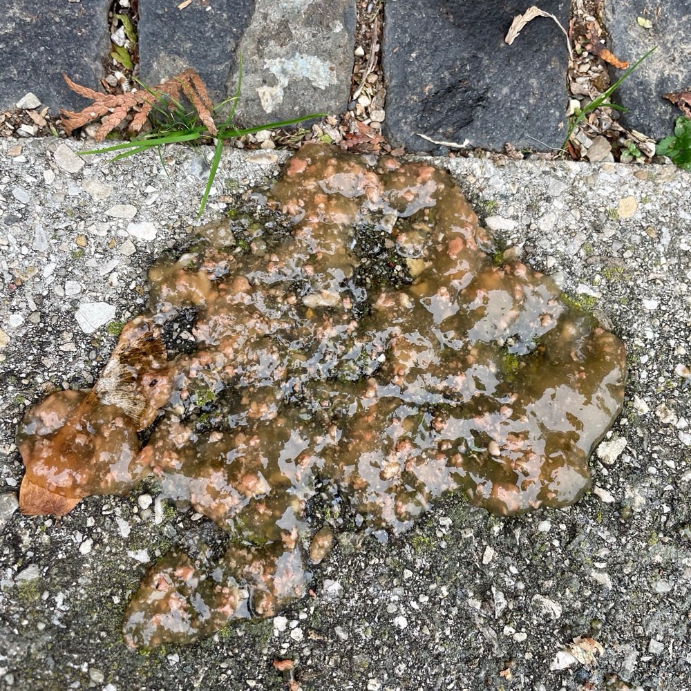 Giftköder-Vermeintlicher Giftköder-Profilbild