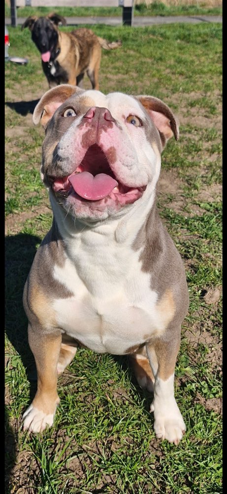 Hundetreffen-Rosi 11 Monate sucht jemanden zum tobeny-Profilbild