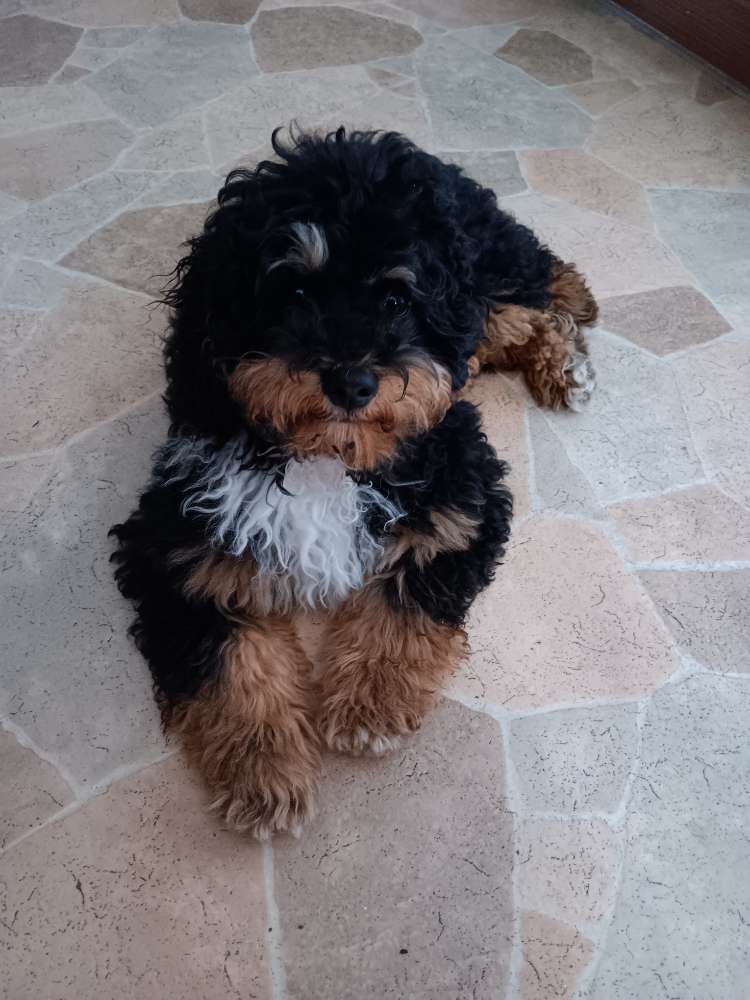 Hundetreffen-Welpentreffen zum Spielen kleinere Hunde-Profilbild