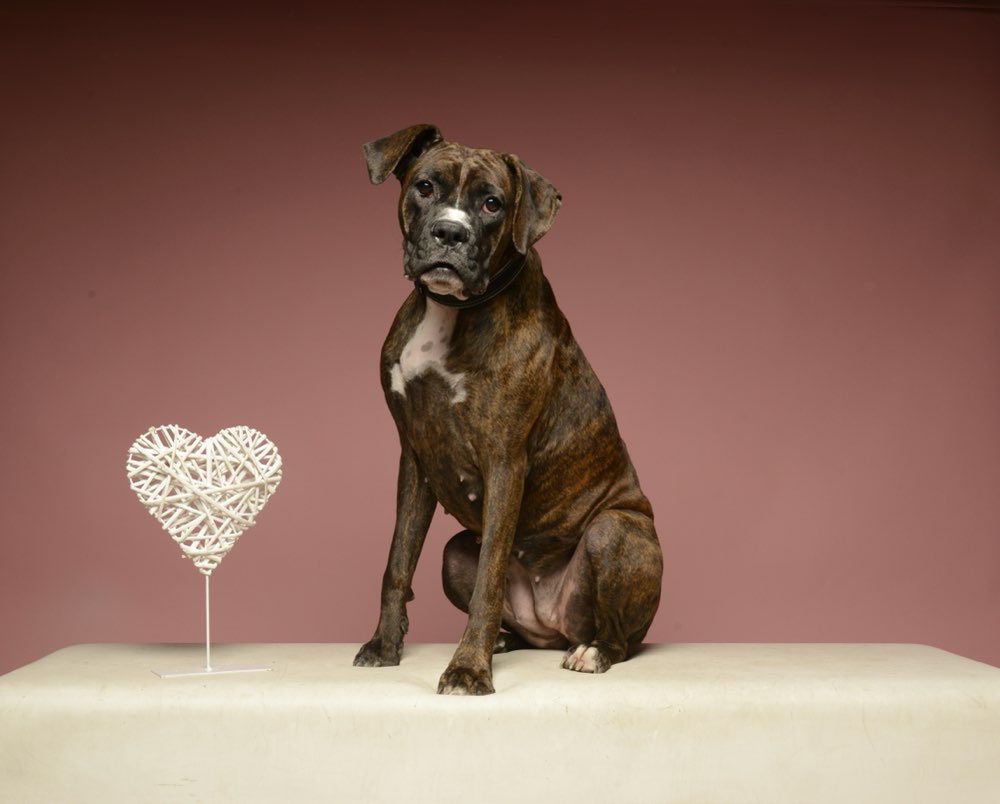 Hundetreffen-Boxerfreund gesucht-Profilbild