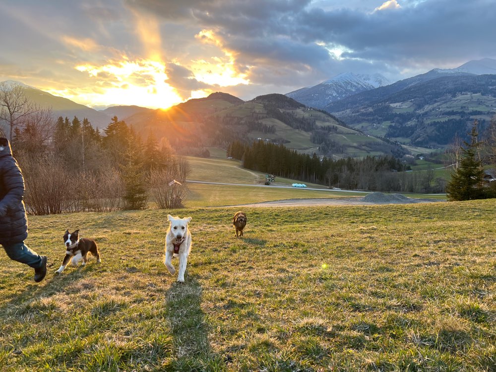 Hundetreffen-Hunde Spiele Treff Thalhofen-Profilbild