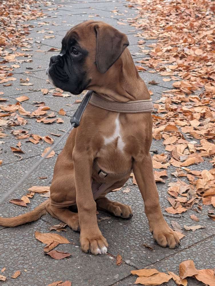 Hundetreffen-Welpentreffen-Profilbild