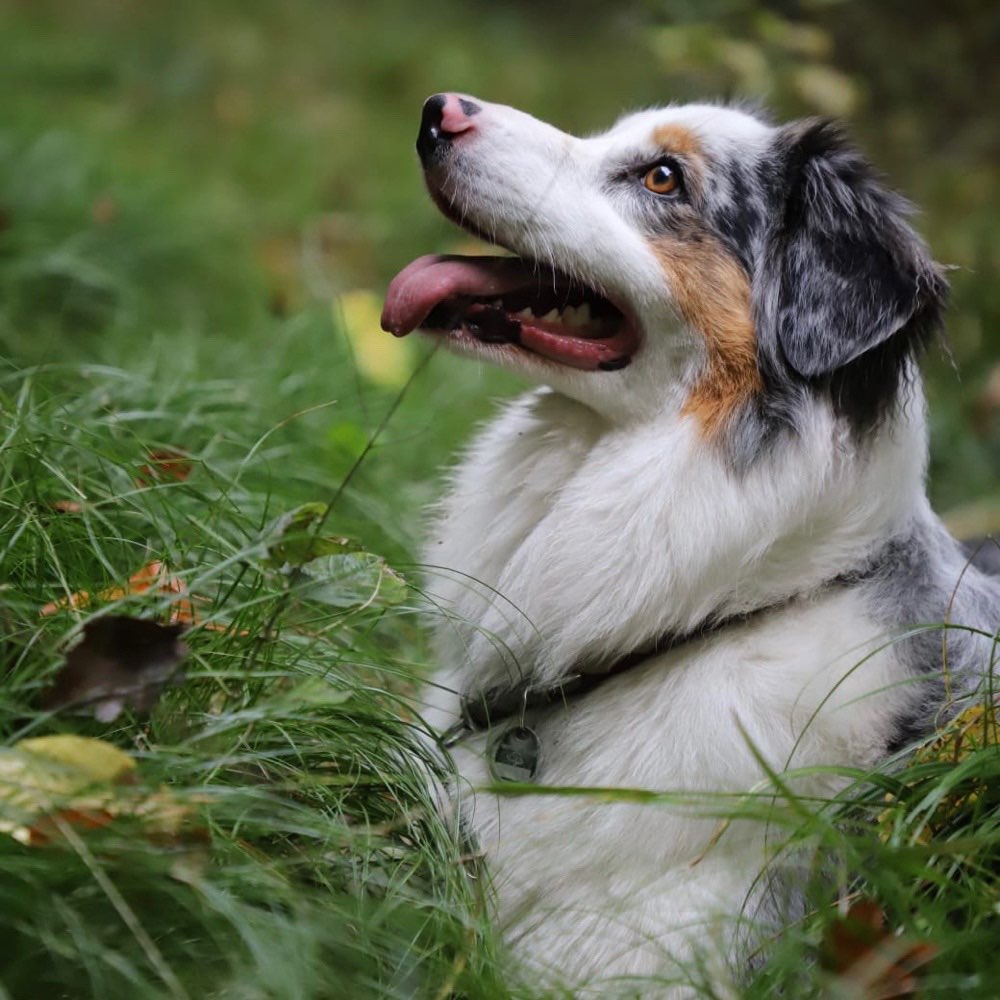 Hundetreffen-Australien Shepherd treffen-Profilbild