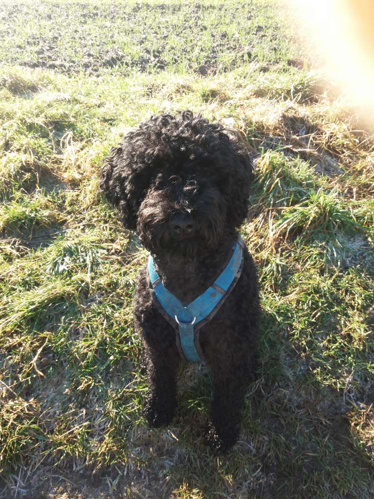 Hundetreffen-Neue Spazierwege gesucht!-Profilbild