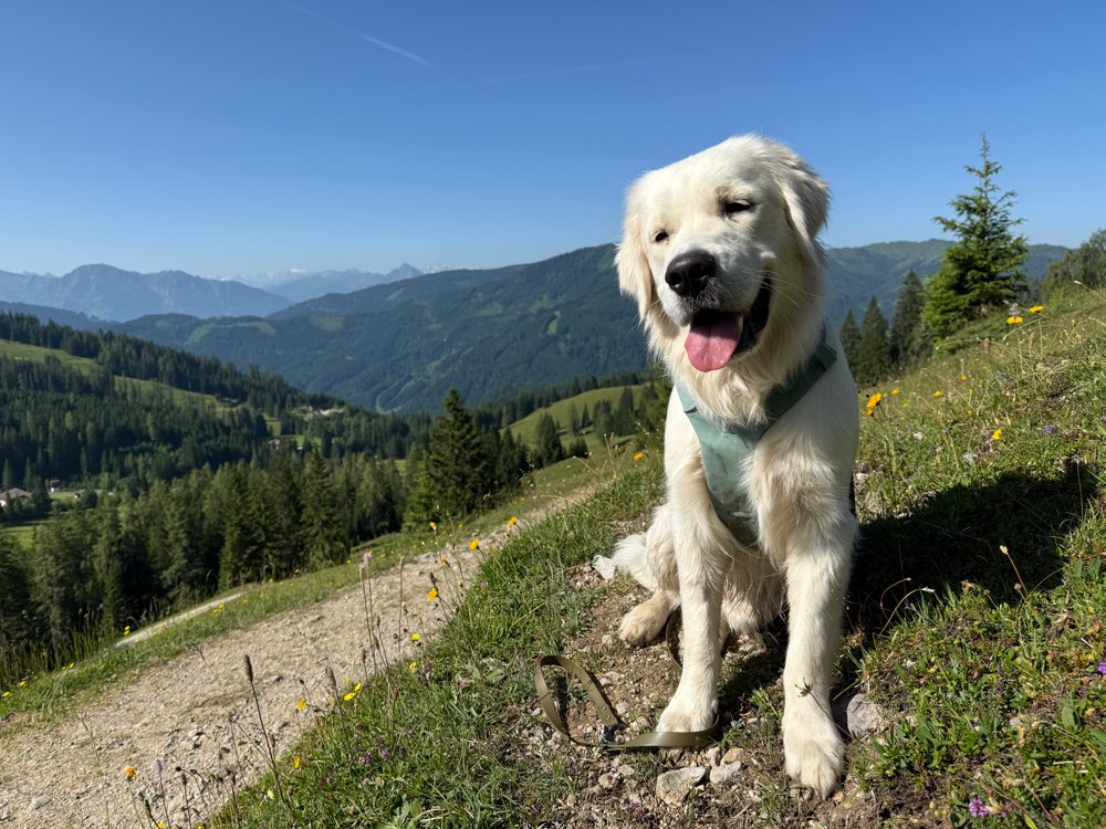 Hundetreffen-Hundewandern Anninger-Profilbild