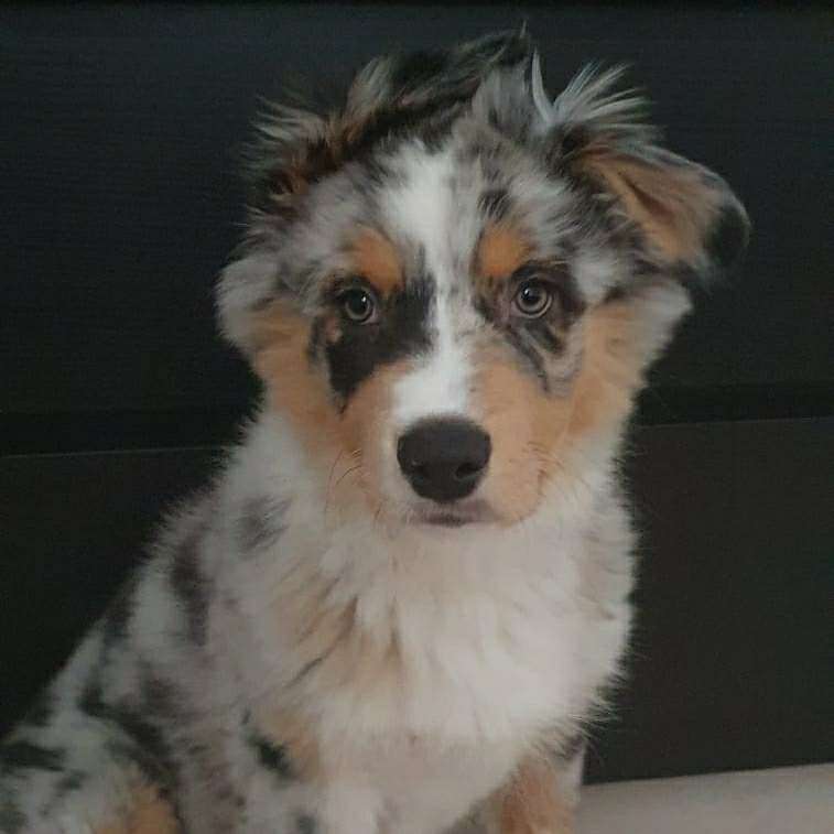 Hundetreffen-Austausch, Spieldate und Gassirunden für Welpen und Junghunde am Ammersee-Profilbild