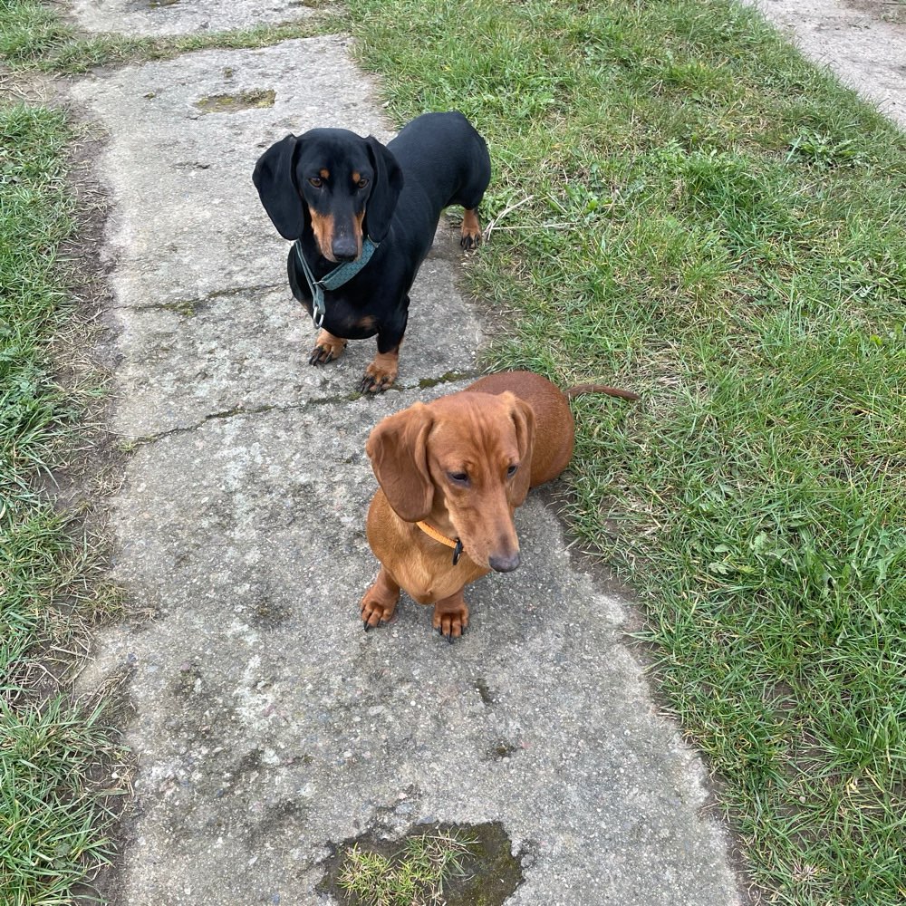 Hundetreffen-Suche Spielkameraden-Profilbild