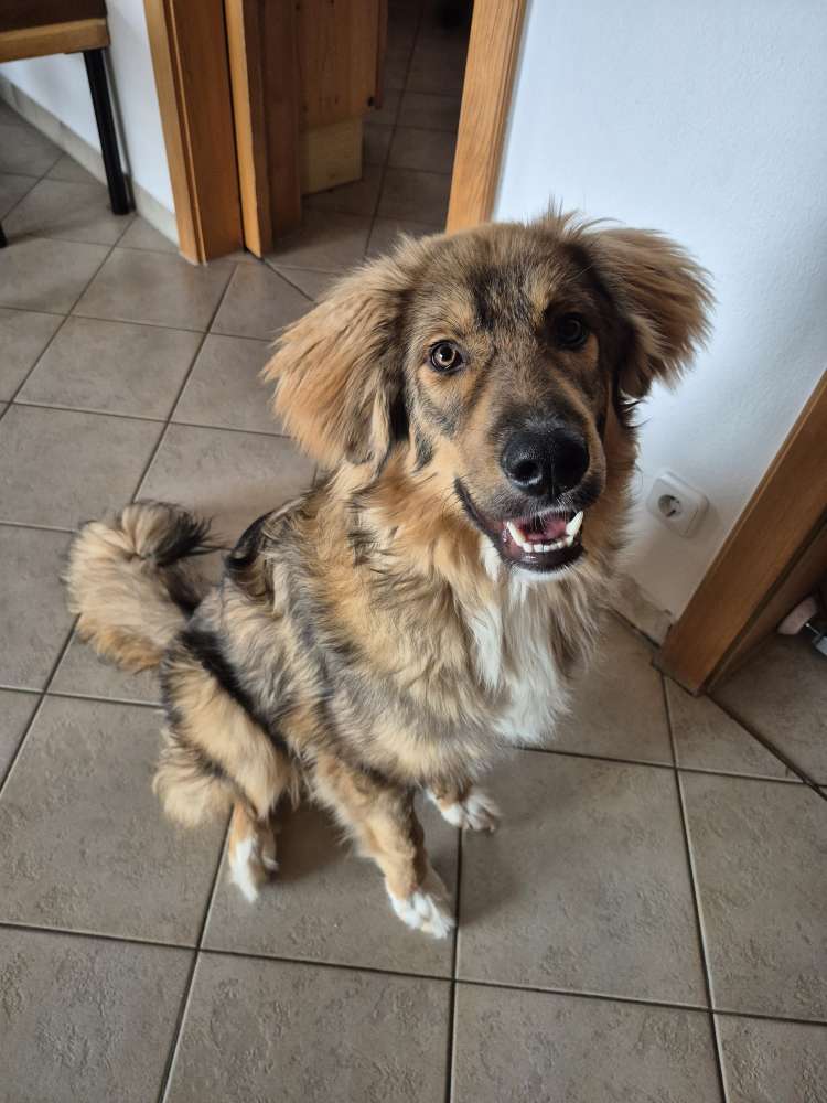 Hundetreffen-Trainingskumpel gesucht-Profilbild