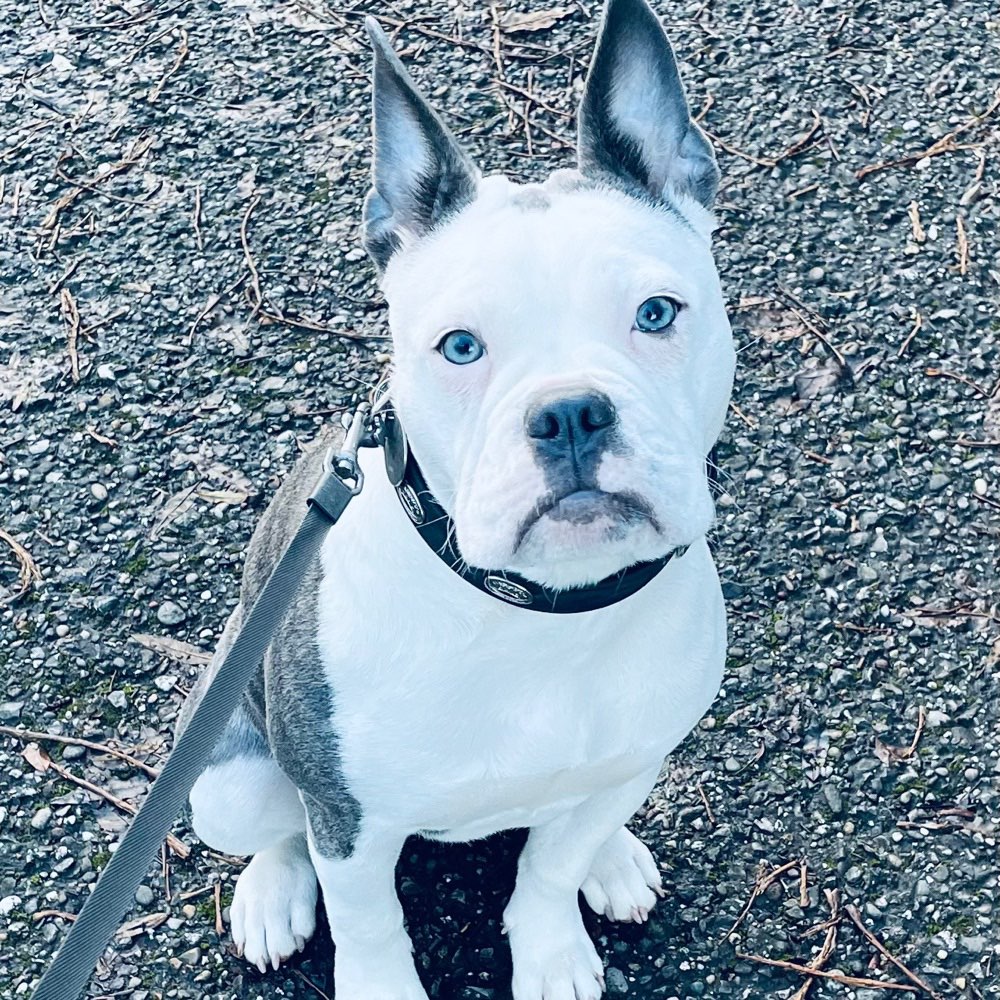 Hundetreffen-Gassi gehen und spielen-Profilbild