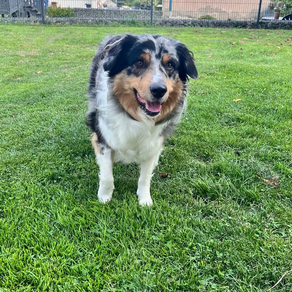 Hundetreffen-Spielkumpel gesucht 🙂-Profilbild