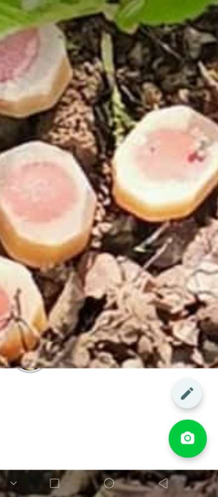 Giftköder-Giftköder-Profilbild