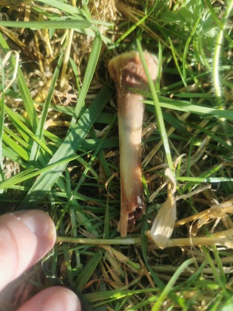 Giftköder-gesplitterte Knochen mit Spitzen-Profilbild