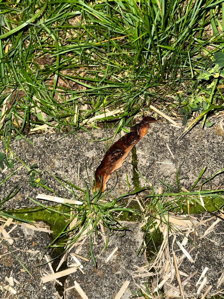 Giftköder-Fleisch liegt direkt in der Wiese-Profilbild