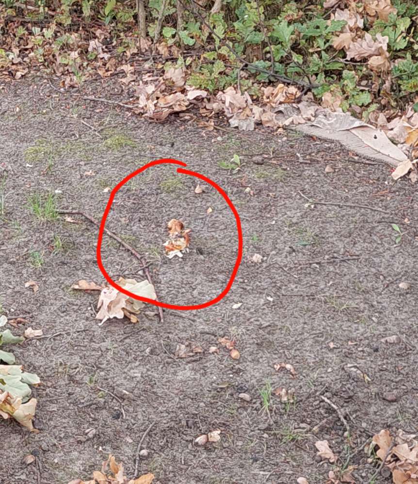 Giftköder-Hühnerfleisch und Knochen-Profilbild