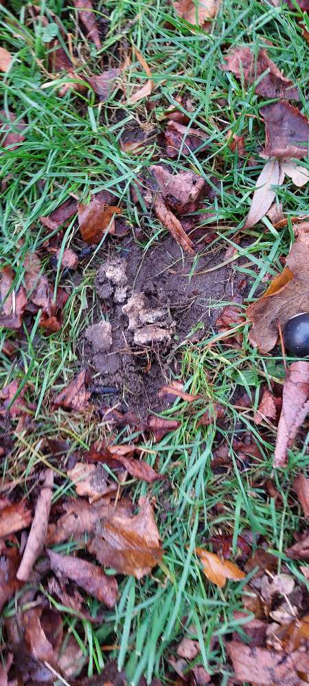 Giftköder-Fleisch in der Erde-Profilbild