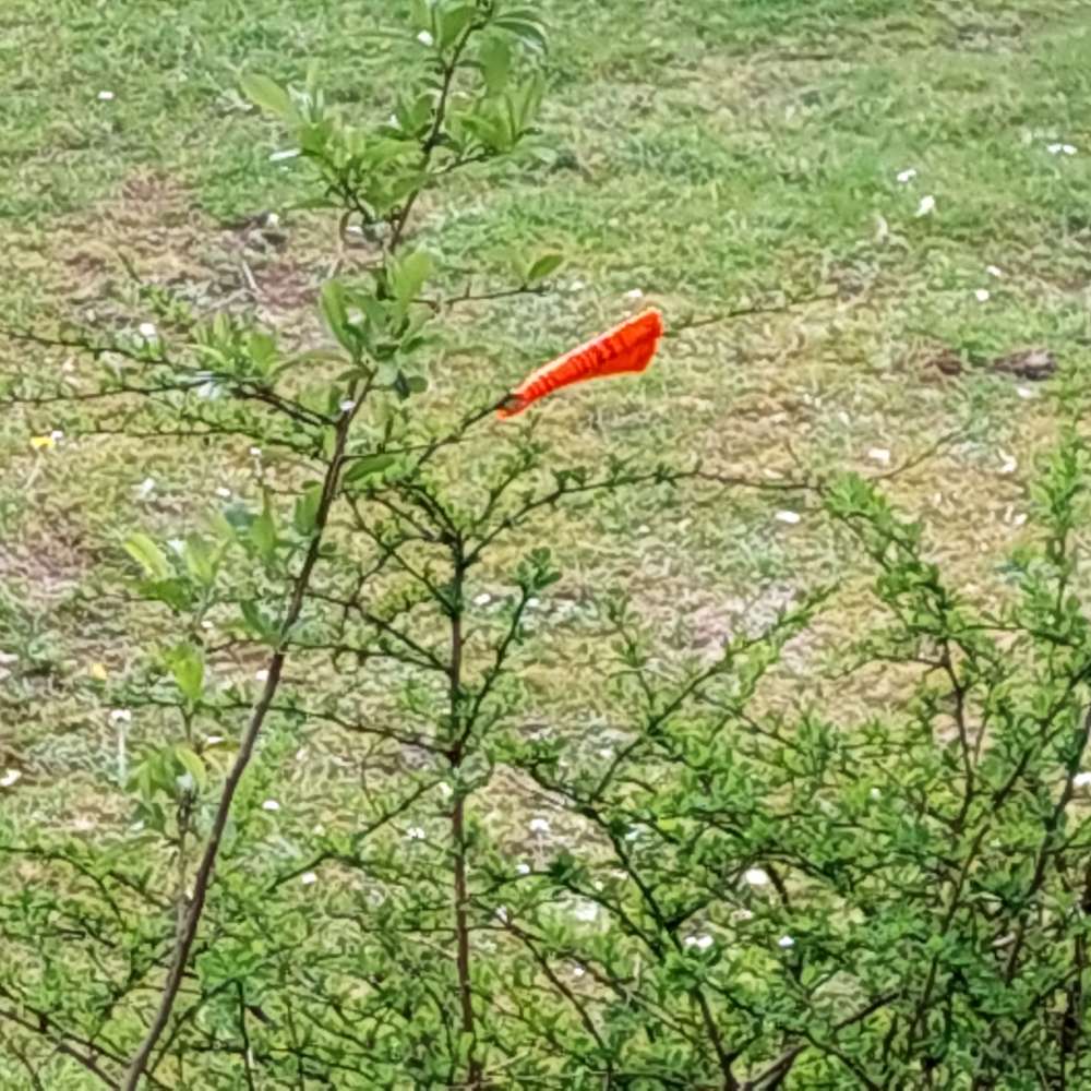 Giftköder-Es wird Rattengift verteilt-Profilbild