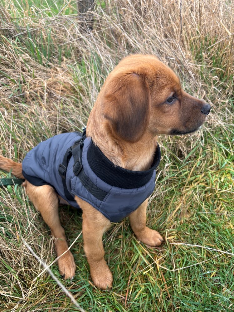 Hundetreffen-Welpentreff in Stolberg-Profilbild