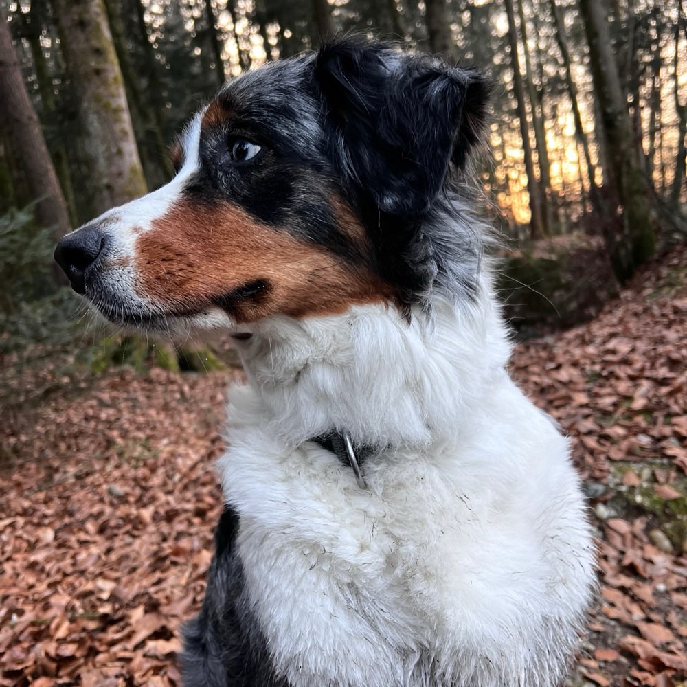 Hundetreffen-Spielpartner gesucht!-Profilbild