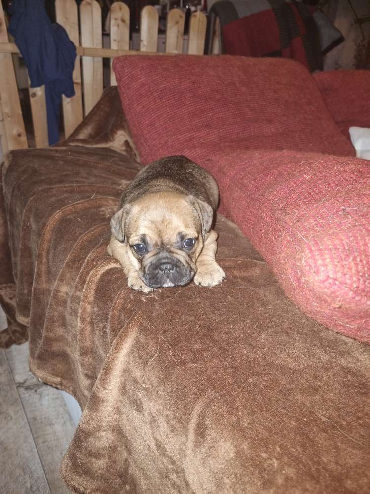 Hundetreffen-Welpen spielgruppe-Profilbild